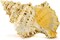 Frog Shell Seashell 1 Frog Shell Seashells 9" Large Seashell for Display or Decor